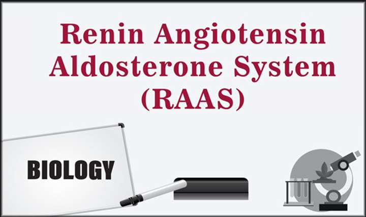 Renin Angiotensin Aldosterone System (RAAS) - 