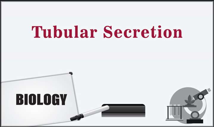Tubular Secretion - 