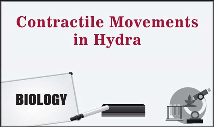 Contractile Movements in Hydra - 