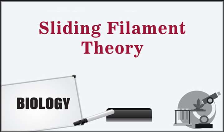 Sliding Filament Theory - 