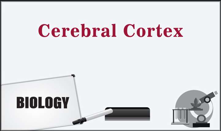 Cerebral Cortex - 
