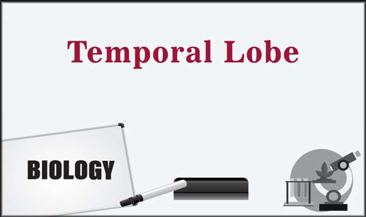 Temporal Lobe - 