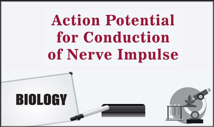 Action Potential for Conduction of Nerve Impulse - 