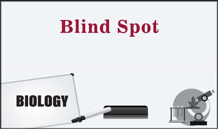 Blind Spot - 