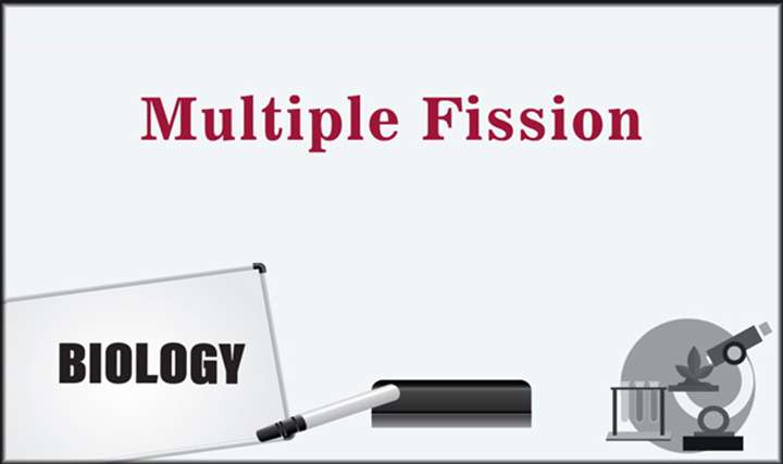 Multiple Fission - 