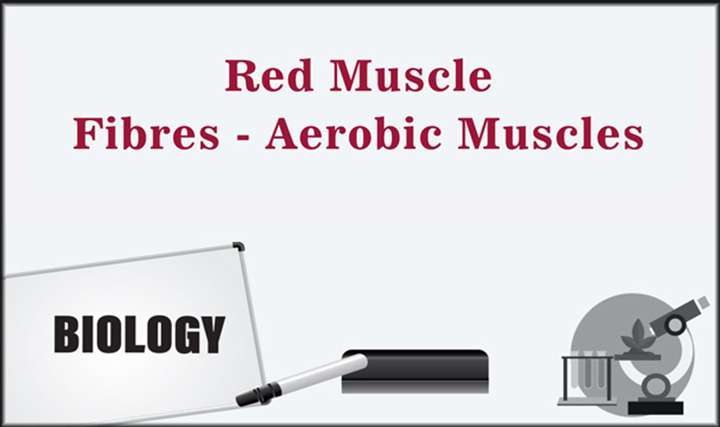 Red Muscle Fibres - Aerobic Muscles - 