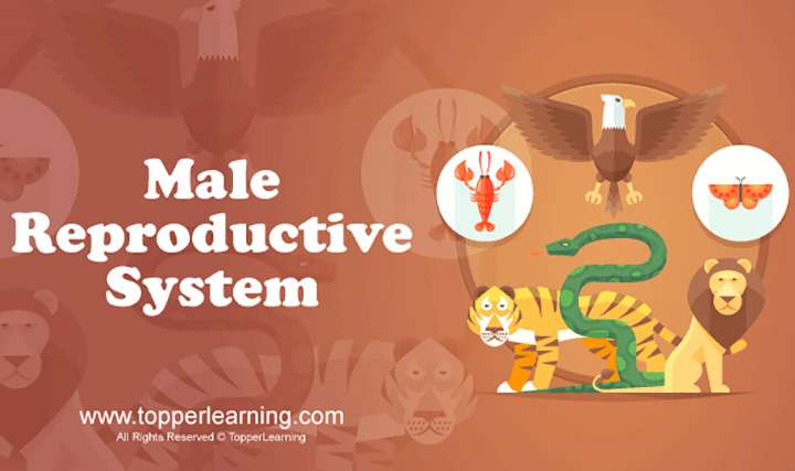 Human Reproduction - Male and Female Reproductive System