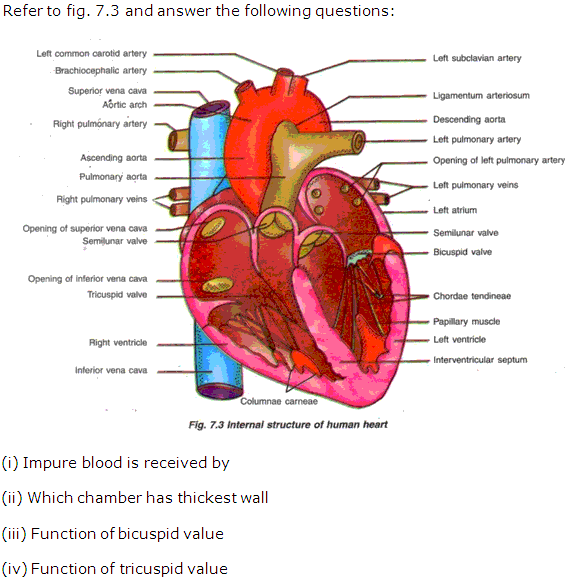Frank Solutions Icse Class 10 Biology Chapter - Circulatory System