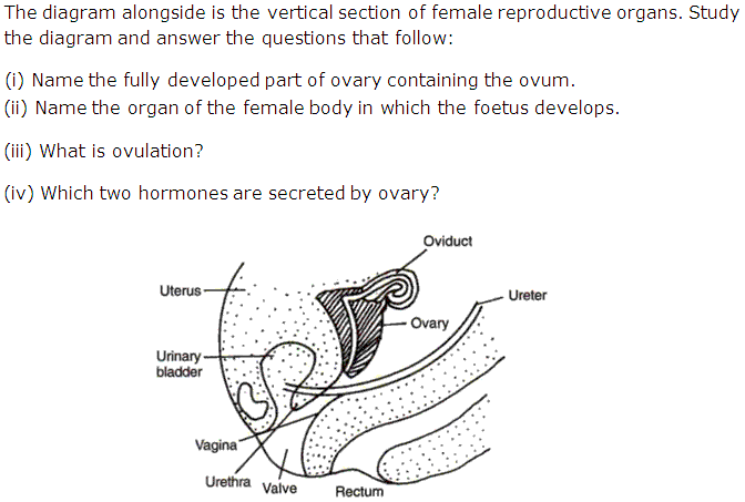 Frank Solutions Icse Class 10 Biology Chapter - Reproductive System