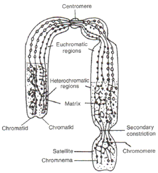 Frank Solutions Icse Class 10 Biology Chapter - Structure Of Chromosomes
