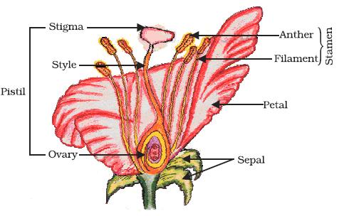 Chapter 8: How do Organisms Reproduce? - NCERT Solutions for Class Biology  CBSE - TopperLearning