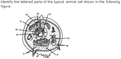 Frank Solutions Icse Class 9 Biology Chapter - The Cell A Unit Of Life