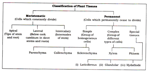 Frank Solutions Icse Class 9 Biology Chapter - Tissues