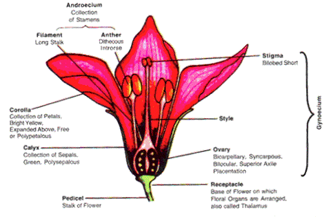 Frank Solutions Icse Class 9 Biology Chapter - Flowers
