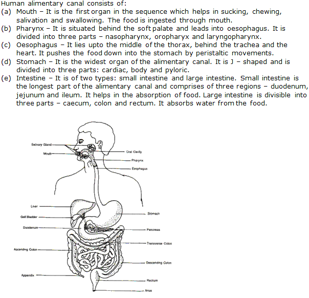 Frank Solutions Icse Class 9 Biology Chapter - Digestive System