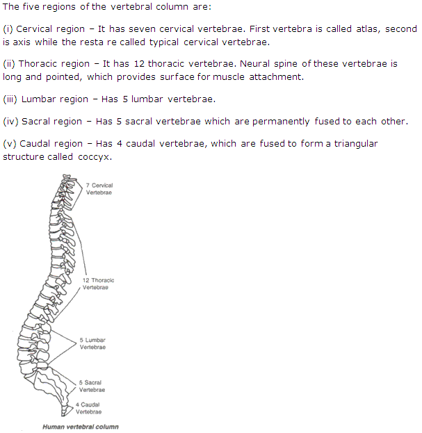 Frank Solutions Icse Class 9 Biology Chapter - The Skeletal System
