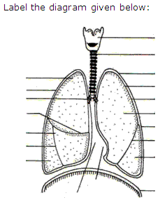 Frank Solutions Icse Class 9 Biology Chapter - Respiratory System