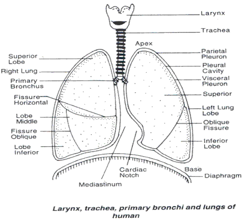 Frank Solutions Icse Class 9 Biology Chapter - Respiratory System