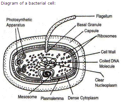 Frank Solutions Icse Class 9 Biology Chapter - Bacteria And Fungi Their Importance
