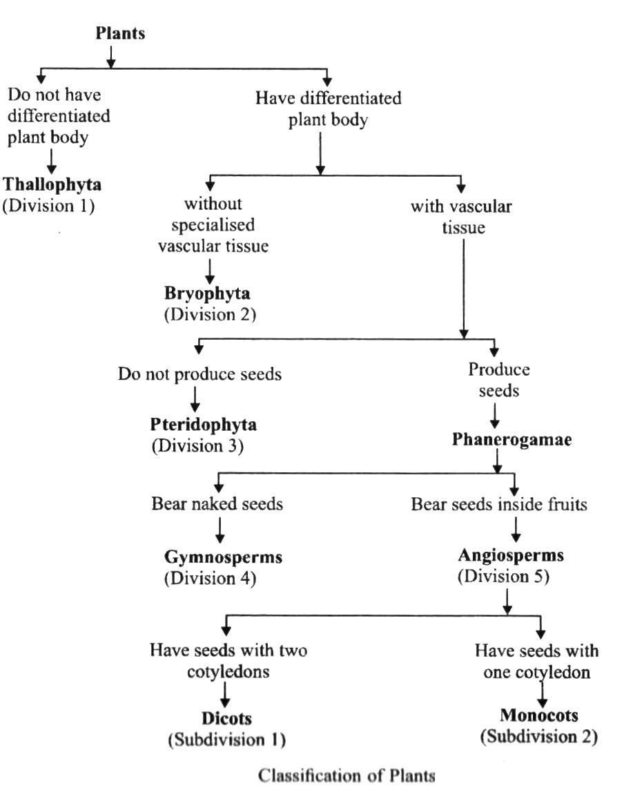 Flow Chart Of Animal Tissue Class 9