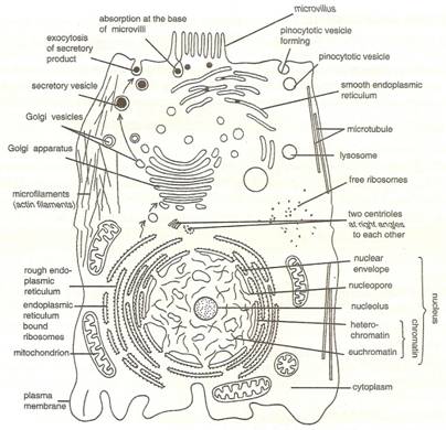 Chapter 2 The Fundamental Unit Of Life Cell P S Verma And V K Agarwal Solutions For Class 9 Biology Cbse Topperlearning