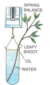 Selina Solutions Icse Class 10 Biology Chapter - Transpiration