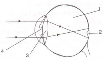 Selina Solutions Icse Class 10 Biology Chapter - Sense Organs