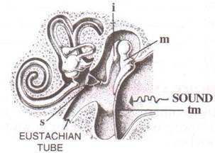 Selina Solutions Icse Class 10 Biology Chapter - Sense Organs