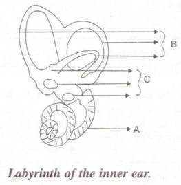 Selina Solutions Icse Class 10 Biology Chapter - Sense Organs