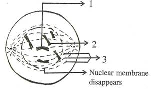 Selina Solutions Icse Class 10 Biology Chapter - Structure Of Chromosomes Cell Cycle And Cell Division