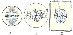 Selina Solutions Icse Class 10 Biology Chapter - Structure Of Chromosomes Cell Cycle And Cell Division