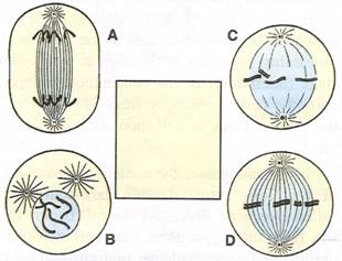 Selina Solutions Icse Class 10 Biology Chapter - Structure Of Chromosomes Cell Cycle And Cell Division