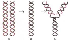 Selina Solutions Icse Class 10 Biology Chapter - Structure Of Chromosomes Cell Cycle And Cell Division