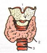 Selina Solutions Icse Class 10 Biology Chapter - The Endocrine System