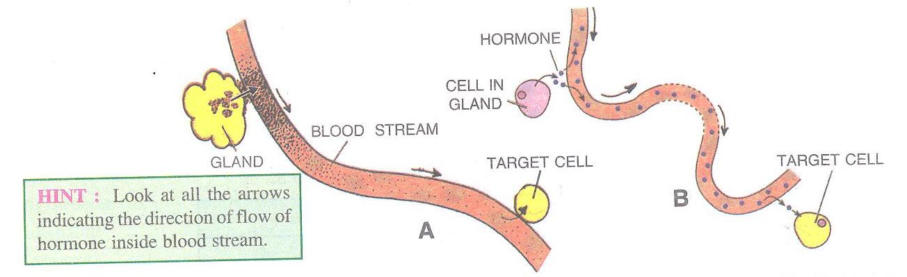 Selina Solutions Icse Class 10 Biology Chapter - The Endocrine System