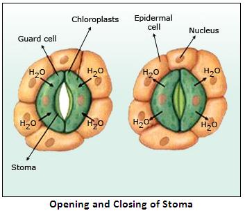 Chapter 4 Absorption By Roots The Processes Involved H S Vishnoi Solutions For Class 10 Biology Maharashtra Topperlearning