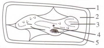 Selina Solutions Icse Class 10 Biology Chapter - Absorption By Roots The Processes Involved