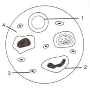 Selina Solutions Icse Class 10 Biology Chapter - The Circulatory System