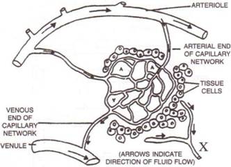 Selina Solutions Icse Class 10 Biology Chapter - The Circulatory System