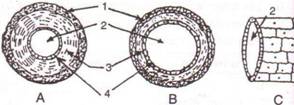 Selina Solutions Icse Class 10 Biology Chapter - The Circulatory System