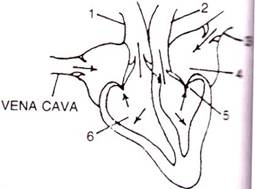 Selina Solutions Icse Class 10 Biology Chapter - The Circulatory System