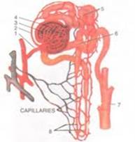 Selina Solutions Icse Class 10 Biology Chapter - The Excretory System