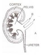 Selina Solutions Icse Class 10 Biology Chapter - The Excretory System