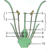 Selina Solutions Icse Class 9 Biology Chapter - The Flower