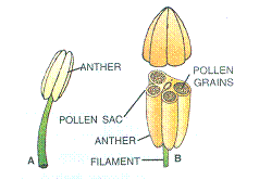 Selina Solutions Icse Class 9 Biology Chapter - The Flower