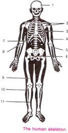 Selina Solutions Icse Class 9 Biology Chapter - Movement And Locomotion