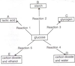 Selina Solutions Icse Class 9 Biology Chapter - The Respiratory System