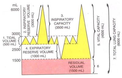 Selina Solutions Icse Class 9 Biology Chapter - The Respiratory System