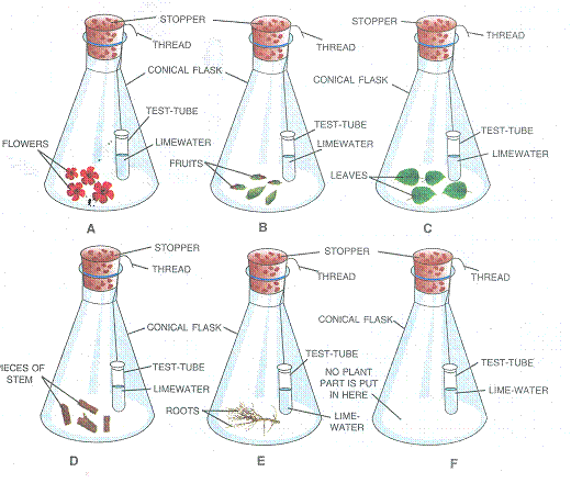 Selina Solutions Icse Class 9 Biology Chapter - Respiration In Plants