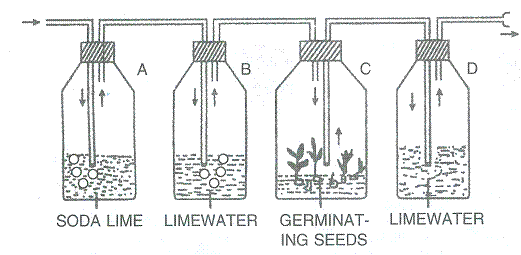 Selina Solutions Icse Class 9 Biology Chapter - Respiration In Plants